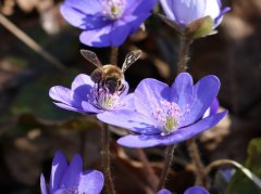 Leberblümchen mit Biene