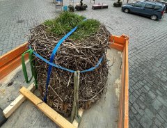 Storchennest Luftbild