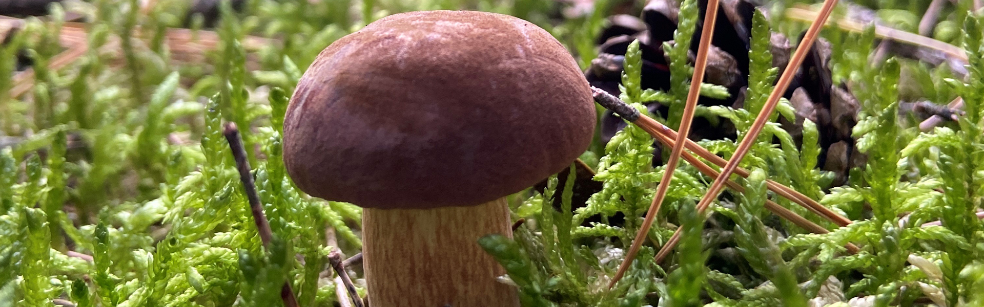 Banner Herbst