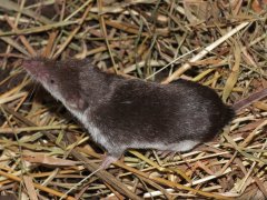 Feldspitzmaus