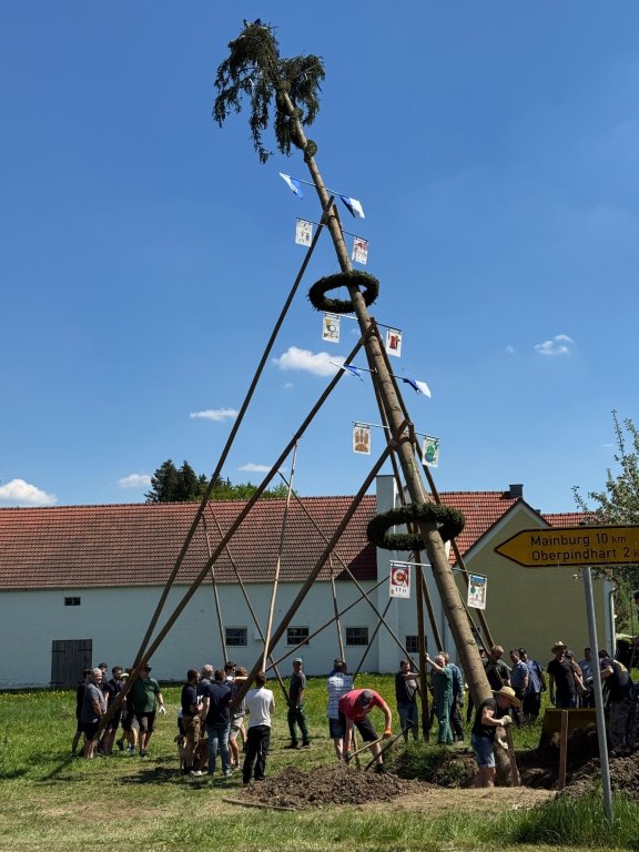 Maibaum 1
