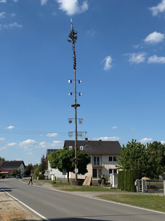 Maibaum 4