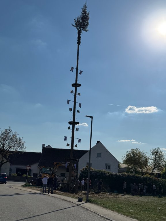 Maibaum 6