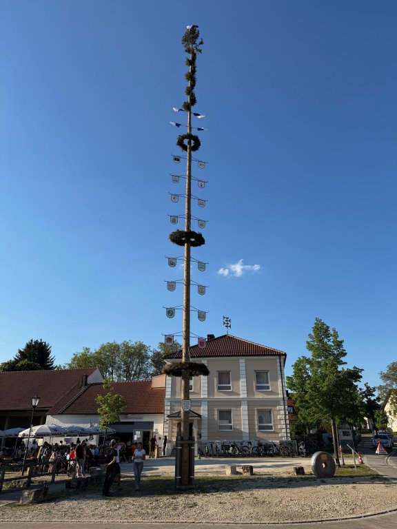 Maibaum 7