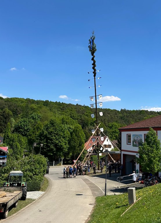 Maibaum 10