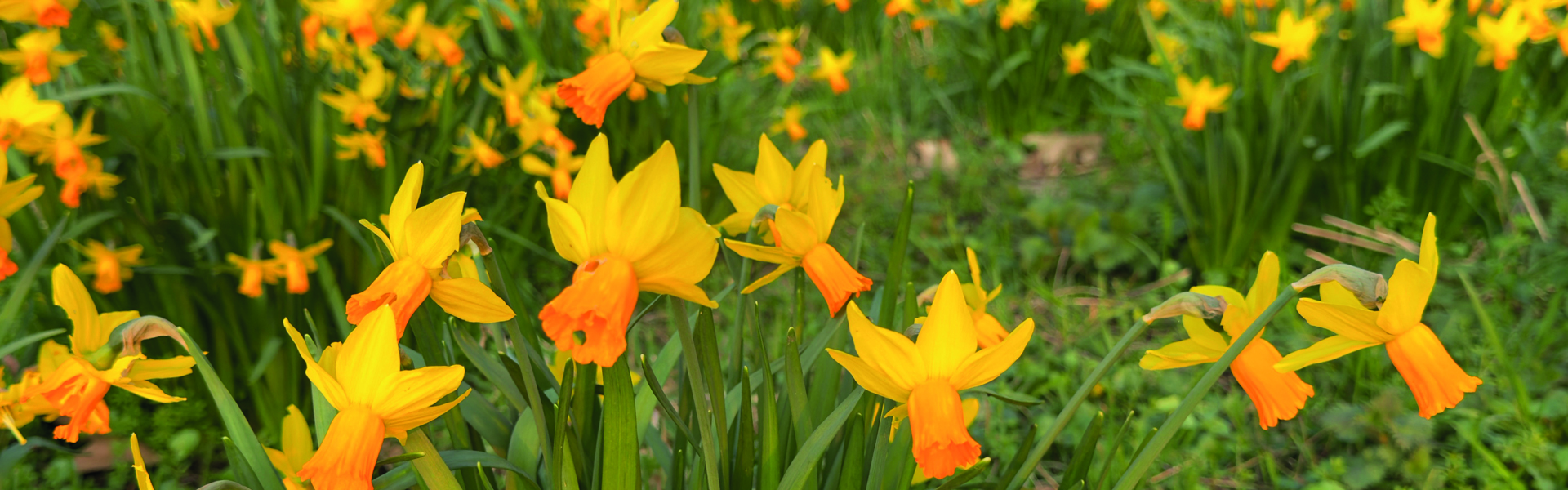Banner Frühling